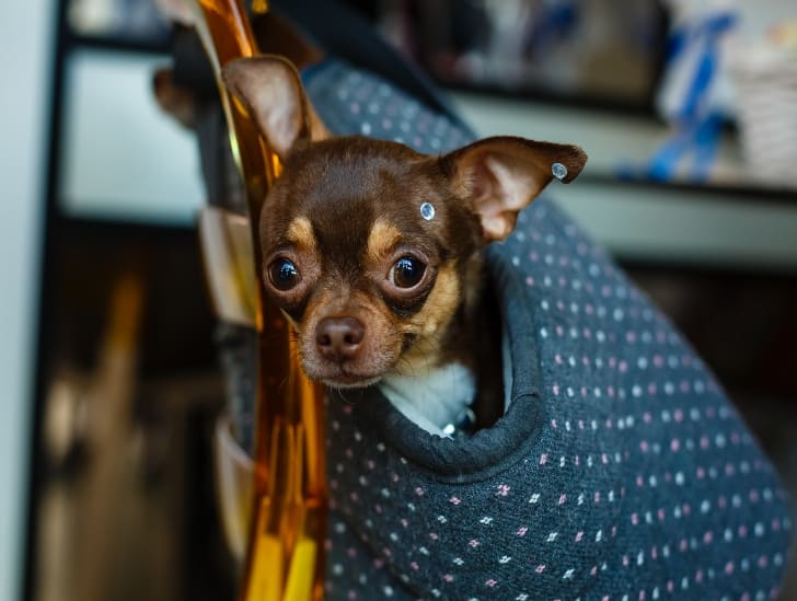 Dog on a bag.